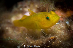 "Where's my mommy?" by Nuno Alves 